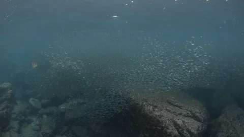 Flatiron Herring baitball. Stock Footage 101419383