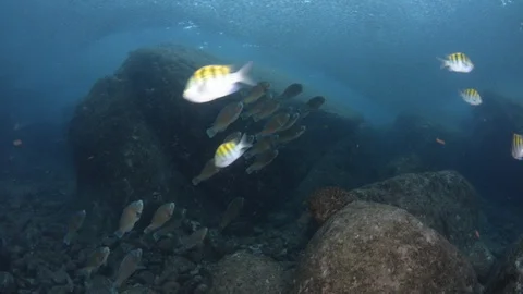 Flatiron Herring baitball. Stock Footage 101419449