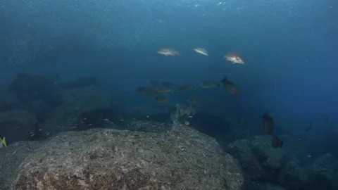 Flatiron Herring baitball. Stock Footage 101419476