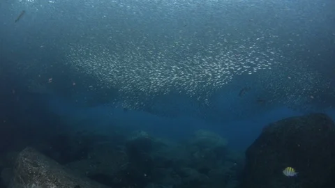 Flatiron Herring baitball. Stock Footage 101419494