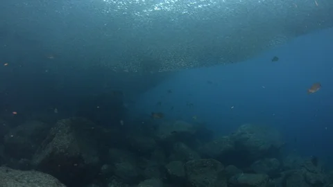 Flatiron Herring baitball. Stock Footage 101419534