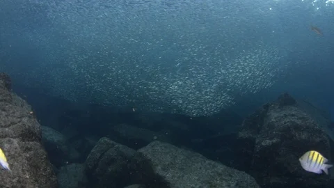 Flatiron Herring baitball. Stock Footage 101419553