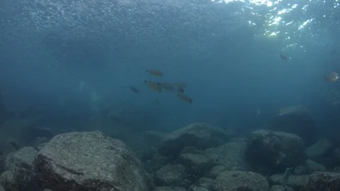 Flatiron Herring baitball. Stock Footage 101419641
