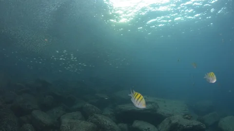 Flatiron Herring baitball. Stock Footage 101419685