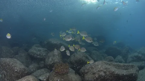 Flatiron Herring baitball. Stock Footage 101419723