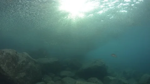 Flatiron Herring baitball. Stock Footage 101419776