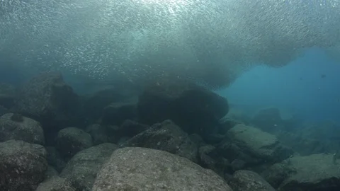 Flatiron Herring baitball. Stock Footage 101419804