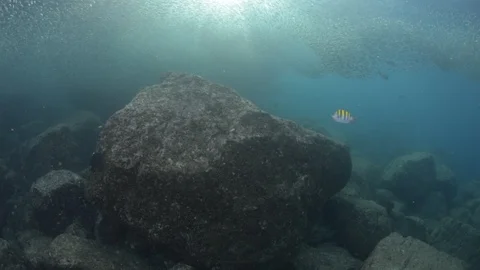 Flatiron Herring baitball. Video stock 101419812