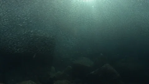 Flatiron Herring baitball. Stock Footage 101419831