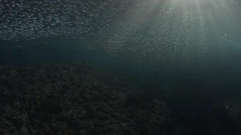 Flatiron Herring baitball. Stock Footage 101419833