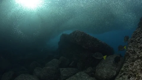 Flatiron Herring baitball. Stock Footage 101419848