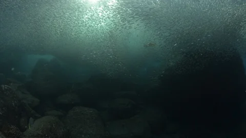 Flatiron Herring baitball. Stock Footage 101419854