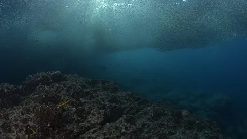 Flatiron Herring baitball. Stock Footage 101419865
