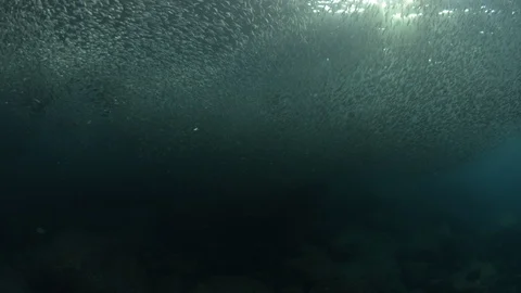 Flatiron Herring baitball. Stock Footage 101419867