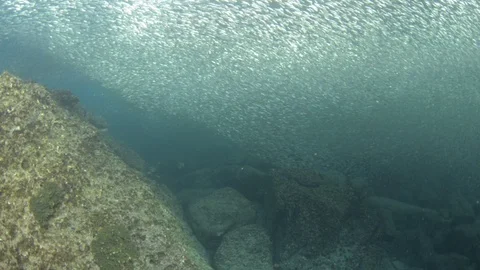 Flatiron Herring baitball. Stock Footage 101419899