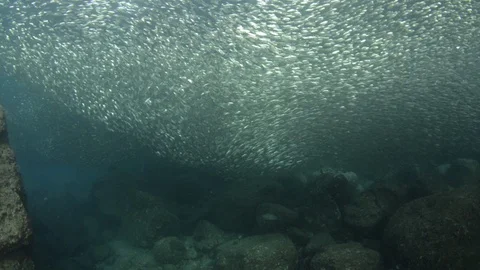 Flatiron Herring baitball. Stock Footage 101419906