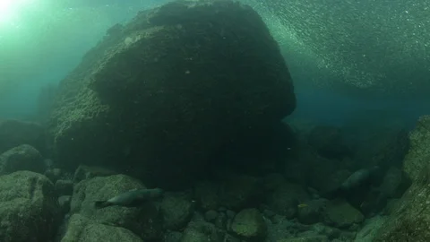 Flatiron Herring baitball. Stock Footage 101419913