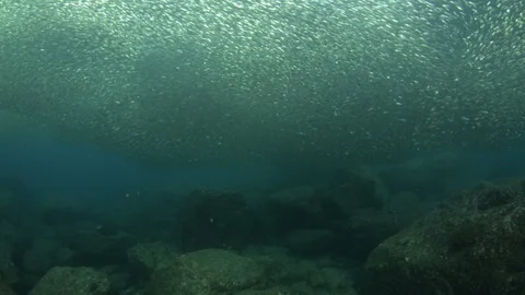 Flatiron Herring baitball. Stock Footage 101419917