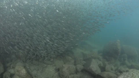 Flatiron Herring baitball. Stock Footage 101420010