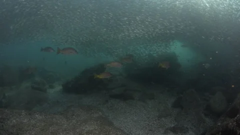 Flatiron Herring baitball. Stock Footage 101420039