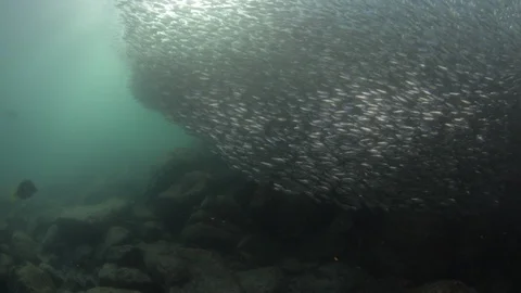 Flatiron Herring baitball. Stock Footage 101420056