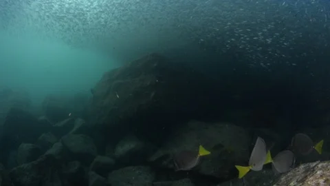 Flatiron Herring baitball. Stock Footage 101420084