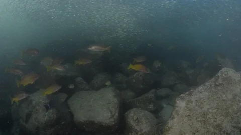 Flatiron Herring baitball. Stock Footage 101420132