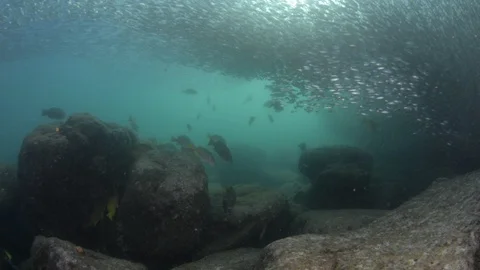 Flatiron Herring baitball. Stock Footage 101420148