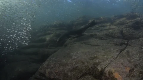 Flatiron Herring baitball. Stock Footage 101420181