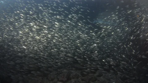 Flatiron Herring baitball. Stock Footage 101420199