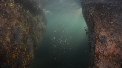 Flatiron Herring baitball. Stock Footage 101420240
