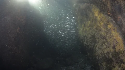 Flatiron Herring baitball. Stock Footage 101420271