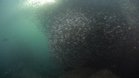 Flatiron Herring baitball. Stock Footage 101420283