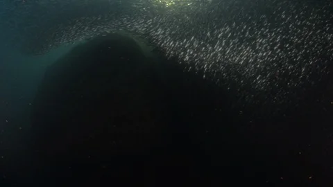 Flatiron Herring baitball. Stock Footage 101420307