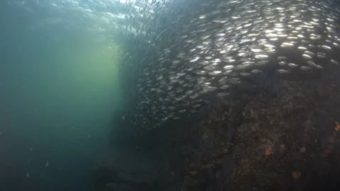 Flatiron Herring baitball. Stock Footage 101420315