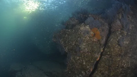 Flatiron Herring baitball. Stock Footage 101420327