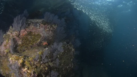 Flatiron Herring baitball. Stock Footage 101420367