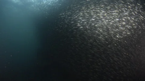 Flatiron Herring baitball. Stock Footage 101420385