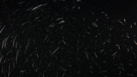 Flatiron Herring baitball. Stock Footage 101421180