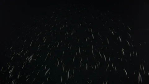 Flatiron Herring baitball. Stock Footage 101421197