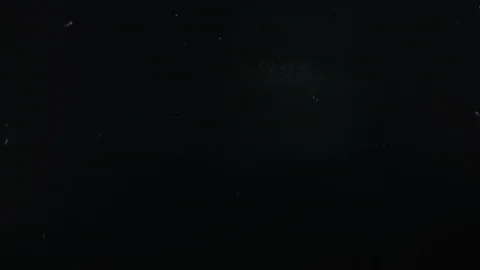 Flatiron Herring baitball. Stock Footage 101421207