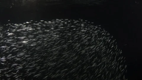 Flatiron Herring baitball. Stock Footage 101421282