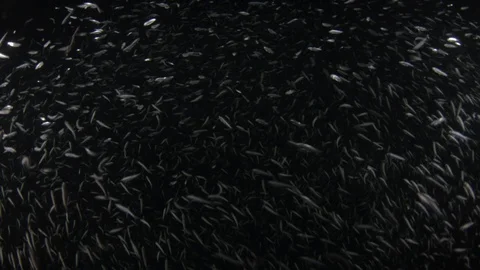 Flatiron Herring baitball. Stock Footage 101421327