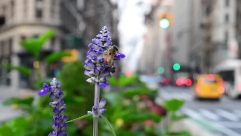 Flatiron Plaza Bees Stock Footage 79142731