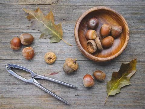 Flatlay of acorns, nutcracker, and leaves. Stock Photos