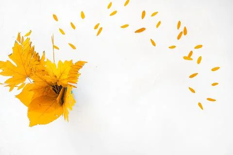 Flatlay autumn white background bouquet yellow dry acacia maple leaves Stock Photos