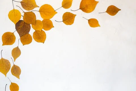 Flatlay background composition text frame autumn yellow leaves white background Stock Photos