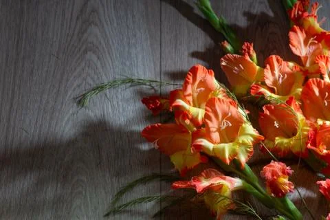 Flatlay background for school. red orange gladioli fire color on a wooden bac Stock Photos