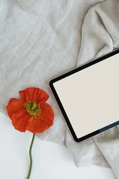 Flatlay of blank screen tablet pad and red poppy flower on grey fabric. Flat  Stock Photos