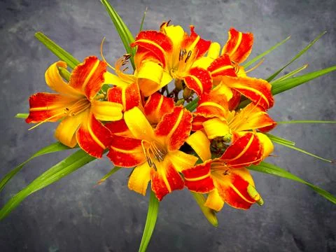 Flatlay of a bunch of lilies. Stock Photos